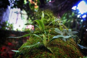 plants growing on a tree
